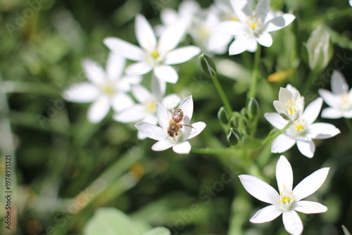 A bee lands on a flowering Ornithogalum umbellatum in a garden in spring.