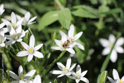 A bee lands on a flowering Ornithogalum umbellatum in a garden in spring.