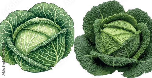 Cabbage vegetable collection with green savoy cabbage heads, detailed leafy texture realistic vector set for food and agriculture design