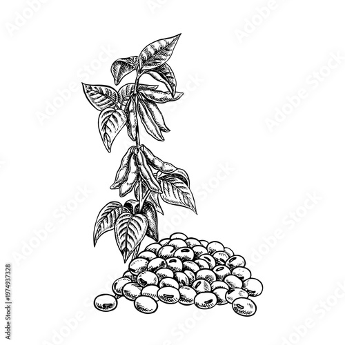 Soy stalk with pods and leaves and a handful of soybeans. Black and white vector graphic illustration. Perfect for creating product labels, posters, banners, menus, and more.