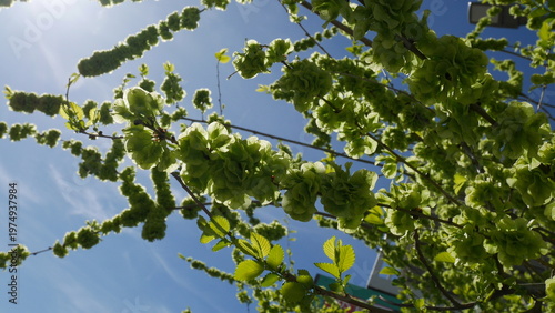 Obraz na plátne Low-angle spring view: translucent green elm blossoms and catkins arch across a vivid blue sky