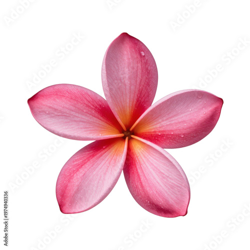 Close-up shot of a vibrant pink plumeria flower against a white background