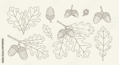 Hand-drawn illustrations of oak leaves and acorns, celebrating autumn's natural beauty
