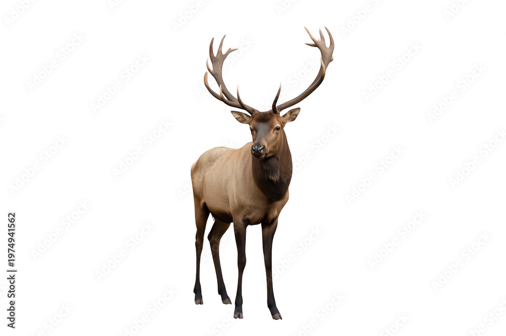 Fototapeta premium North american bull elk standing, transparent background