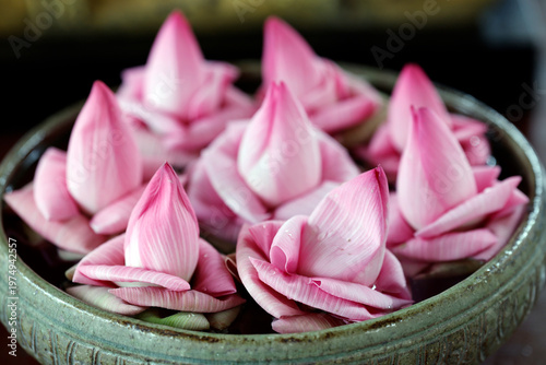 Sacred lotus flowers, symbols of purity and enlightenment, drift gently on water inside a Theravada Buddhist temple.  Siem Reap. Cambodia.