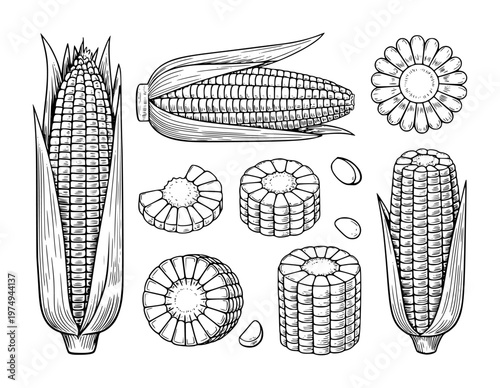 Detailed black and white line of corn cobs and kernels a white background maize food