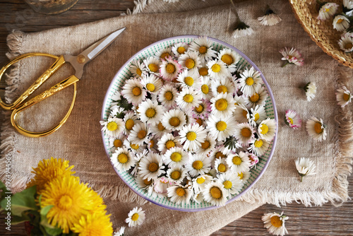 Common daisy flowers in a bowl - wild edible plant harvested in early spring