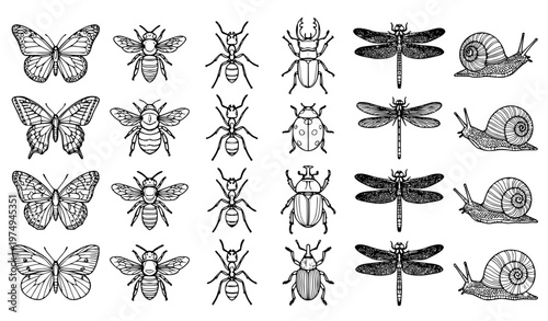 Insect and bug outline vector set butterflies bees ants beetles dragonflies and snails line art collection