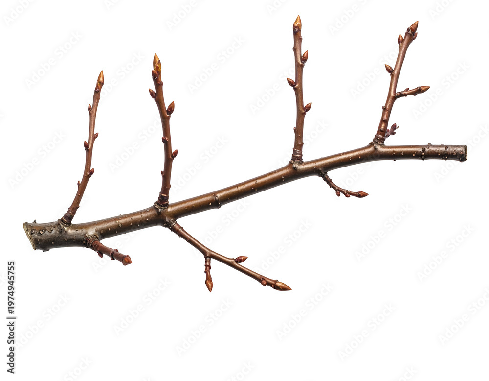 Fototapeta premium Bare branch with swelling buds, isolated on white