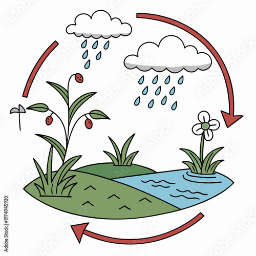 This colorful illustration depicts the water cycle showing evaporation condensation precipitation and collection alongside plant life high quality professional detailed modern elegant