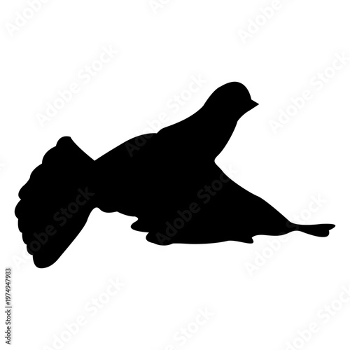 silhouette of a pigeon