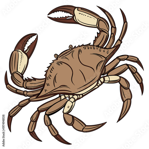 A detailed colorful illustration depicts a crab with prominent claws and legs showcasing its segmented body and textured shell high quality professional