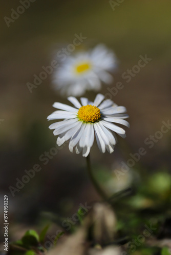 White daisy in the nature