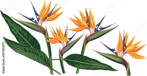 Bird of Paradise Flowers with Bright Orange and Blue Blooms, Hand-Drawn Tropical Illustration for Nature and Floral Designs