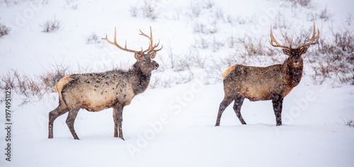 Photography A deer in the mountains in winter with falling snow