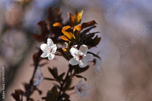 Cherry plum tree (Prunus cerasifera)