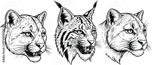 Three lynx portraits a detailed black and white illustration