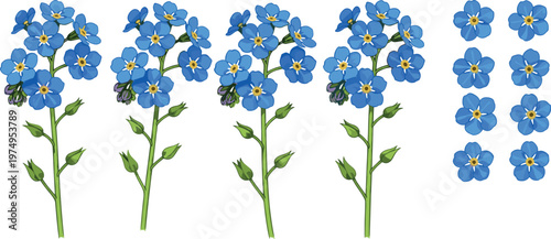 Blue Forget-Me-Not Flowers with Green Stems and Leaves, Hand-Drawn Botanical Illustration for Nature and Floral Designs