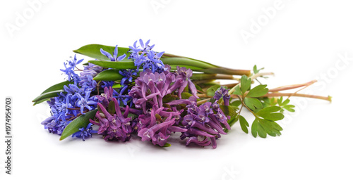 Spring bouquet of blue scilla and purple corydalis flowers.