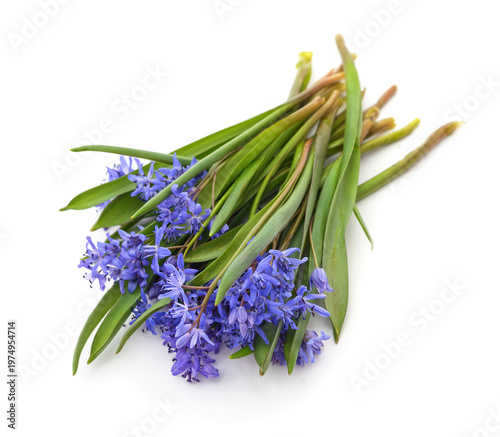 Bouquet of blue snowdrops scilla flowers on a white background.