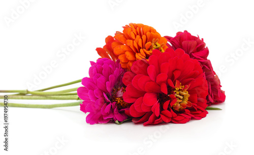 Beautiful bouquet of multi colored zinnia flowers.