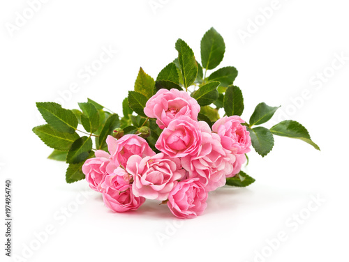 Beautiful bouquet of pink climbing roses.