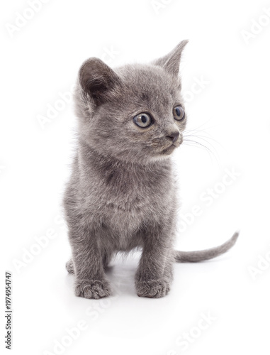 Small grey kitten on a white background.