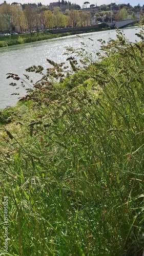 Tall wild grass sways in the wind by the Arno River in Florence, Italy. Sunny spring video with water, trees, and the historic city in the background.