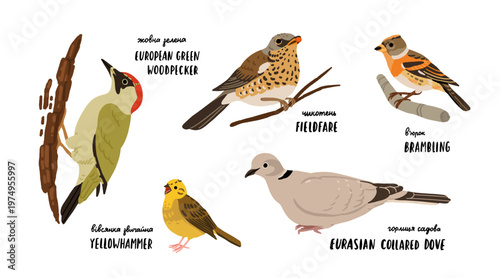European forest birds set with European green woodpecker, fieldfare, brambling, yellowhammer and Eurasian collared dove. Flat vector bird watching illustration set