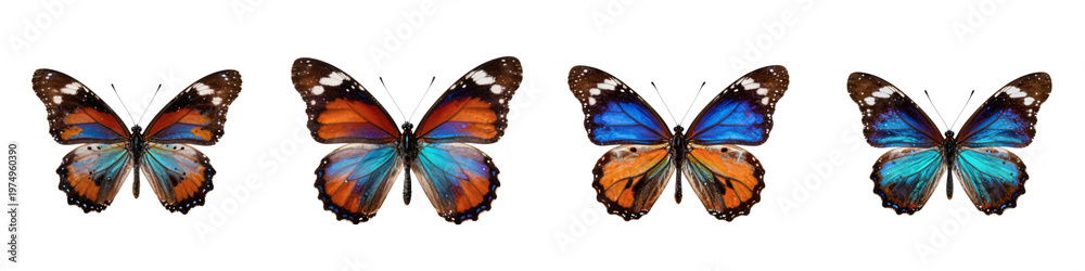 Fototapeta premium Four butterflies with varying color combinations stand side by side on a black background