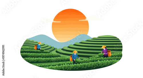 Workers harvesting tea leaves in a green terrace field at sunset illustration.