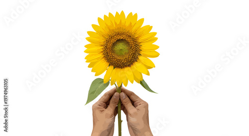 Hands holding a bright yellow sunflower with green leaves on white background