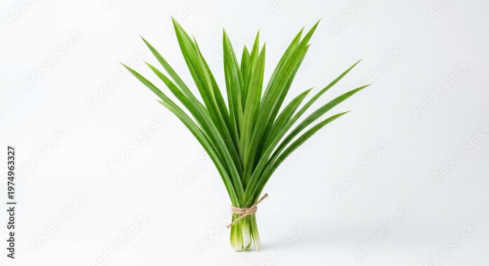 Fototapeta premium Pandanus Plant bundle: A fresh bundle of Pandanus leaves tied, presenting a vibrant display of nature's simplicity. Perfect for culinary and decorative use.