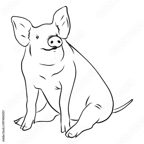 Pig snout ear tail hoof sketch