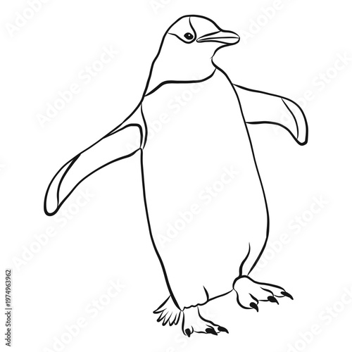 Penguin wing beak sketch