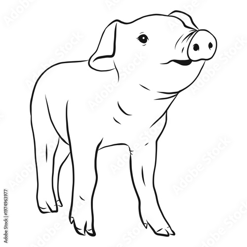 Pig snout hoof sketch