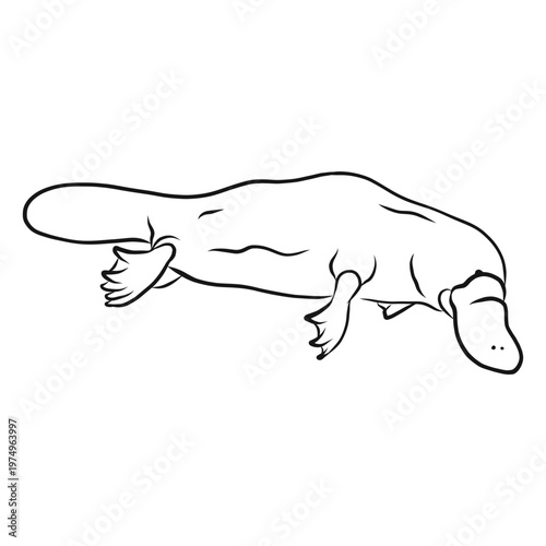 Platypus duckbill beak leg tail sketch