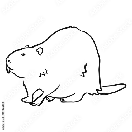 Beaver tail fur tooth rodent sketch