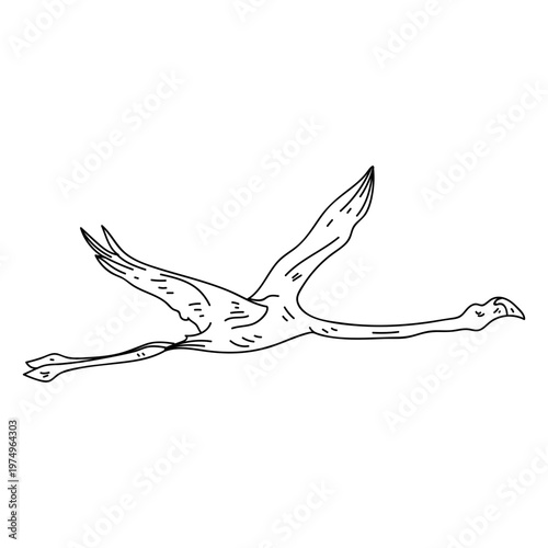 Flamingo leg beak pink fly stroke