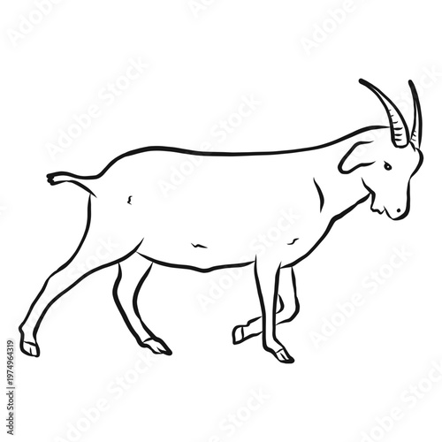 Goat horn hoof tail sketch