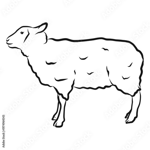 Sheep hoof wool lamb sketch