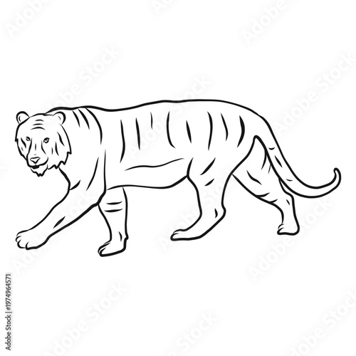 Tiger tail stripe sketch