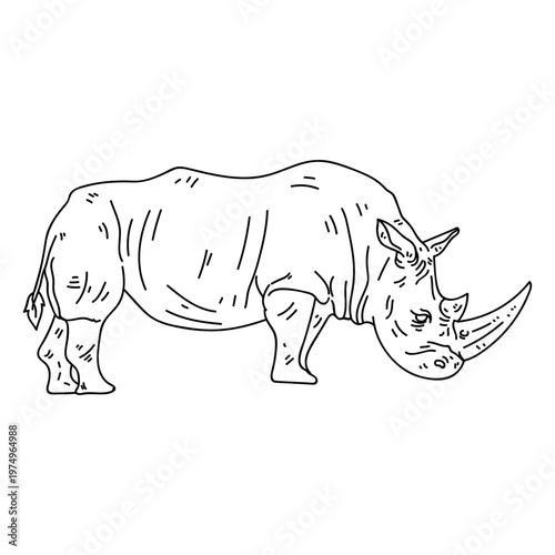Rhinoceros rhino horn tail fat stroke