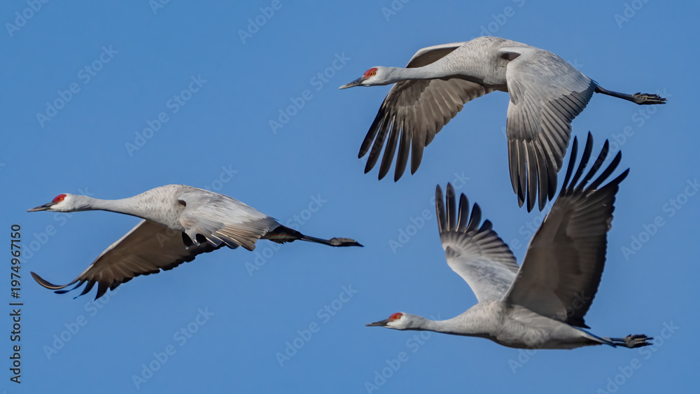 Fototapeta premium Sandhill Crane Sand Hill at Richland Washington 