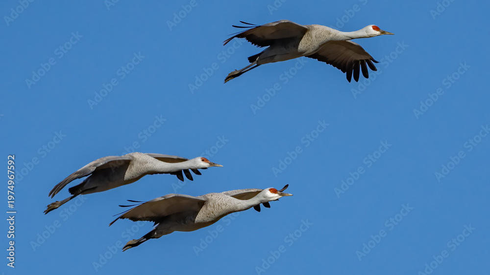 Obraz premium Sandhill Crane Sand Hill at Richland Washington 