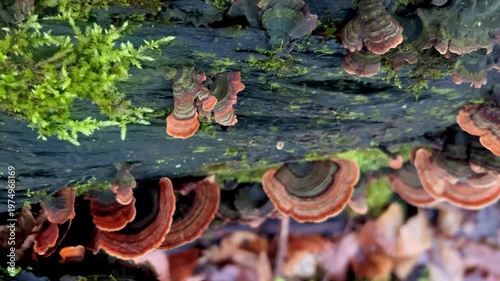 A green moss-covered tree with bright orange wood mushrooms growing on it, the camera moves smoothly to the side along the trunk of the tree, against the background of fallen leaves. The concept of