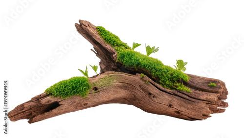 Photos Isolated beautiful aged driftwood element with bright green moss and small plant