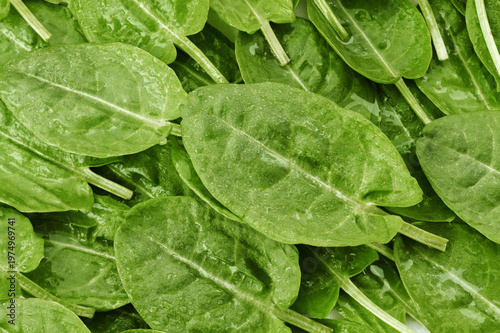 Fotografi Full frame texture of fresh organic green sorrel leaves with water drops, top view background of raw herbal greenery for healthy food design