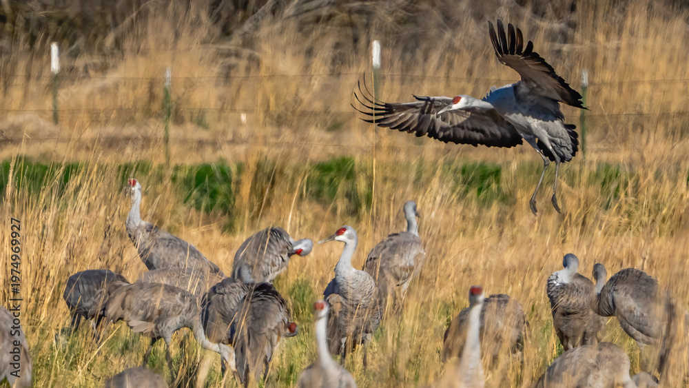 Fototapeta premium Sandhill Crane Sand Hill at Richland Washington 