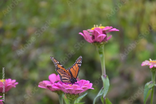 Monarch buttergly on a pink flower